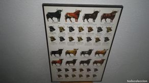 Tauromaquia: Cuadro de Toros, diferentes razas, Tr